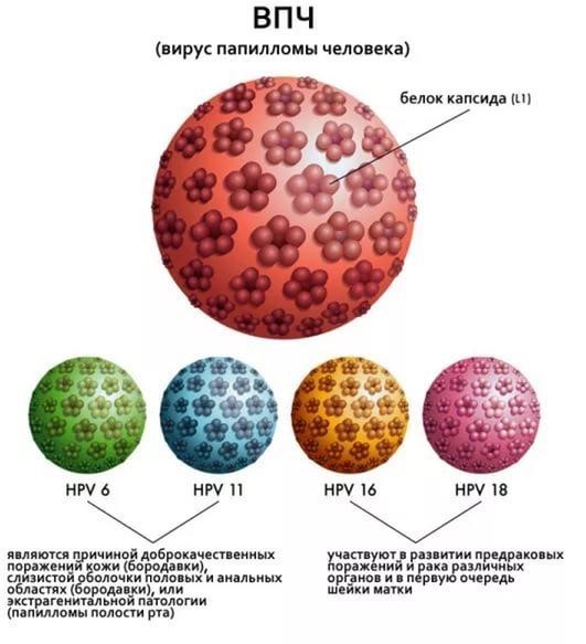 Вирус папилломы человека (ВПЧ) - клиника “Косметомед”