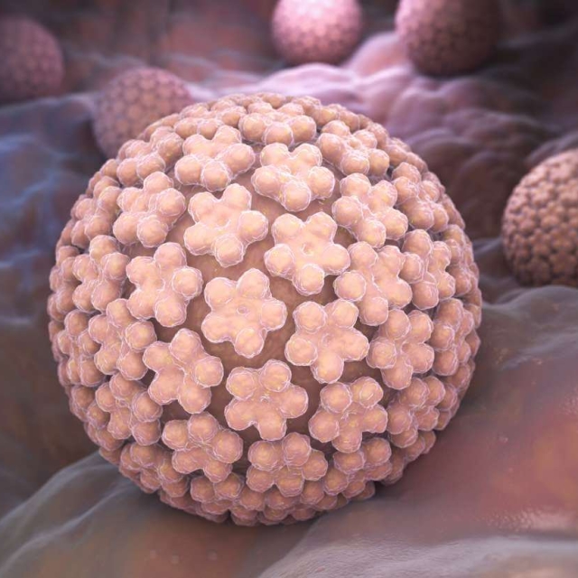Humán papillomavírus (HPV)
